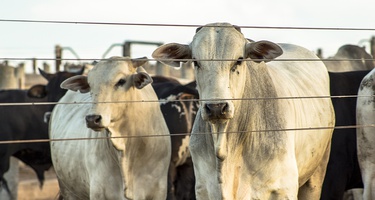 Polska na 5. miejscu wśród największych producentów wołowiny w Europie